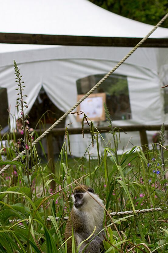 Gallery Item 5 for Dartmoor Zoological Park